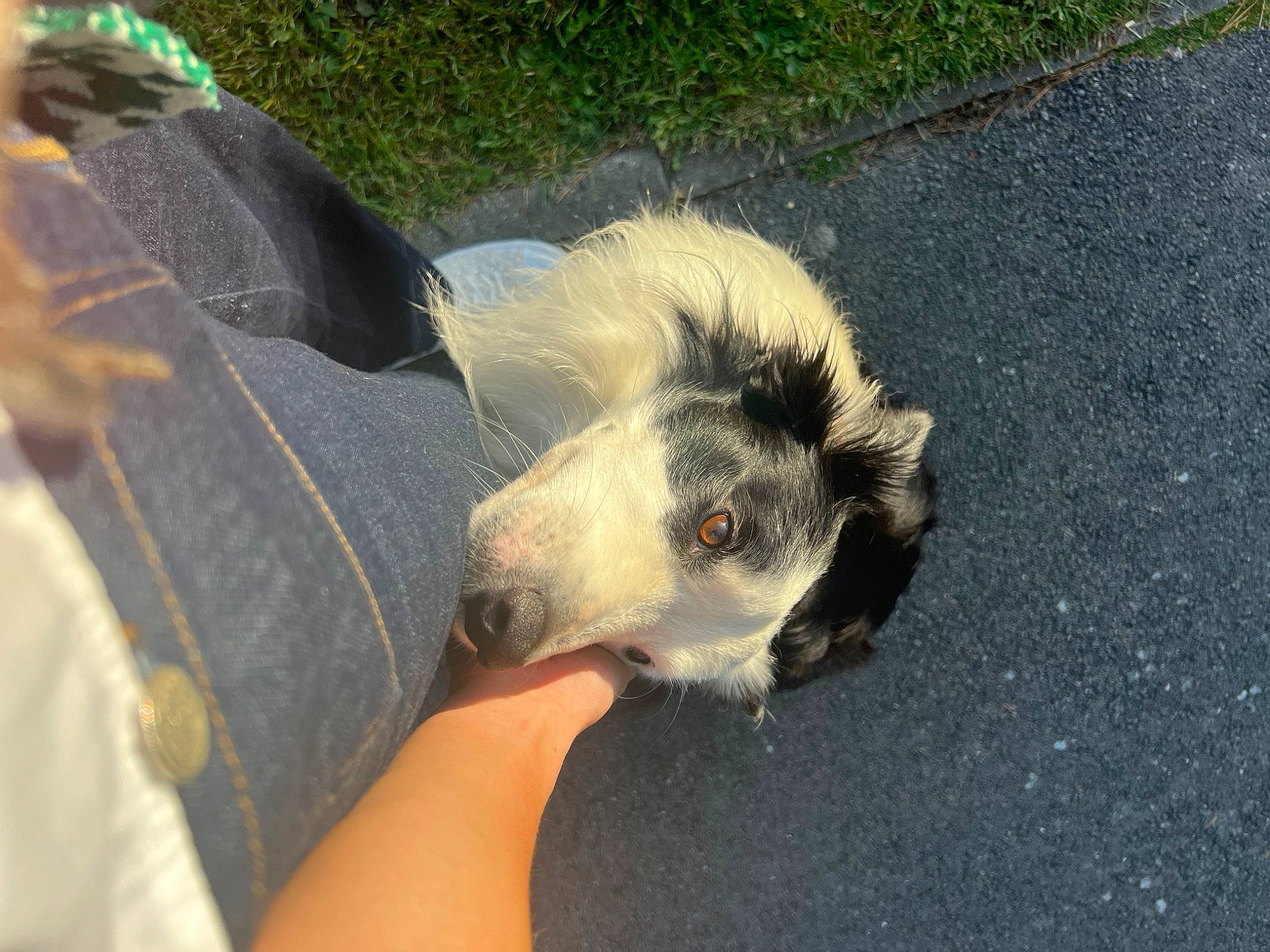 Peps participe au concours pour gagner de l'argent avec cette photo : carnivore, claw, common_opossum, companion_dog, dog, dog_breed, fur, goat_antelope, goats, grass, marsupial, mustelidae, opossum, possum, road_surface, skunk, tail, terrestrial_animal, whiskers