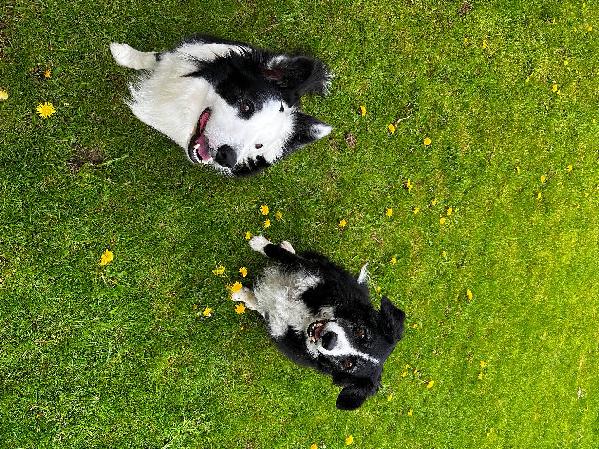 Peps participe au concours pour gagner de l'argent avec cette photo : border_collie, canidae, carnivore, companion_dog, dog, dog_breed, german_spitz_klein, grass, grassland, grazing, groundcover, herding_dog, lawn, non_sporting_group, pasture, plant, sporting_group, tail, working_animal, working_dog