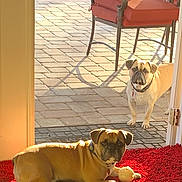 Forrest And Bubba joined the competition — help win amazing prizes! dog, bulldog, pet, sunlight, indoor, outdoor, rug, ball, patio, tile_floor, chair, fence, pool, shadow, doorway, collar, backyard, summer, relaxed, alert