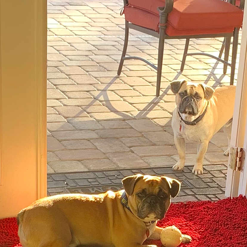 Forrest And Bubba joined the competition — help win amazing prizes! alert, backyard, ball, bulldog, chair, collar, dog, doorway, fence, indoor, outdoor, patio, pet, pool, relaxed, rug, shadow, summer, sunlight, tile_floor