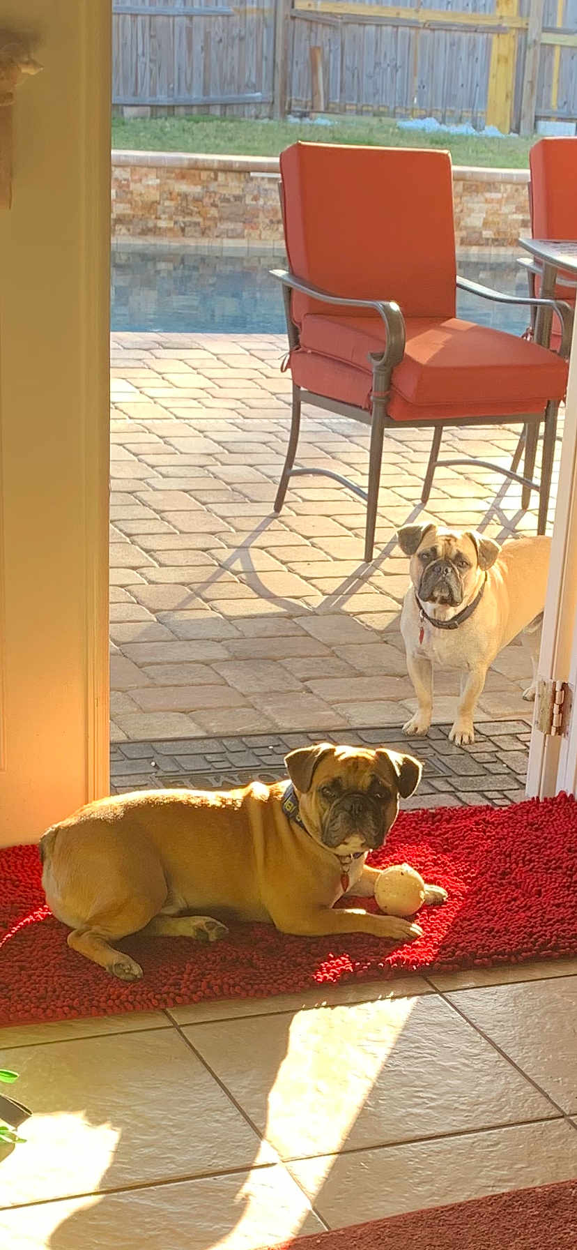 Forrest And Bubba joined the competition — help win amazing prizes! dog, bulldog, pet, sunlight, indoor, outdoor, rug, ball, patio, tile_floor, chair, fence, pool, shadow, doorway, collar, backyard, summer, relaxed, alert