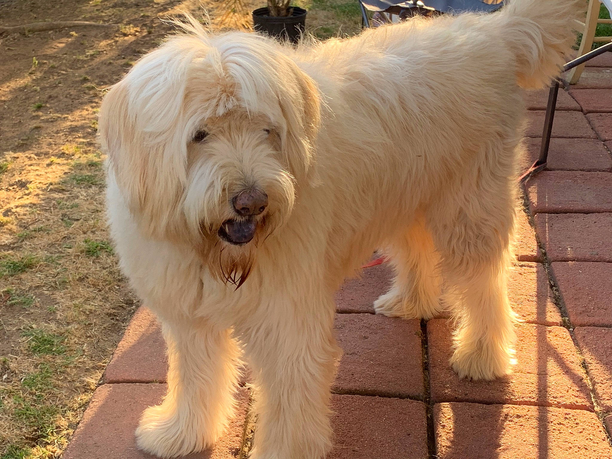 Brewster is registered to the contest to win money with this photo: ancient_dog_breeds, briquet_griffon_vendeen, canidae, carnivore, catalan_sheepdog, companion_dog, dog, dog_breed, grand_basset_griffon_vendeen, irish_soft_coated_wheaten_terrier, mammal, polish_lowland_sheepdog, rare_breed_dog, romanian_mioritic_shepherd_dog, sapsali, south_russian_ovcharka, sporting_group, terrier, tibetan_terrier, vertebrate