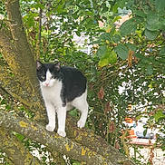 Oréo a rejoint le concours — aidez-le/la à gagner de superbes lots ! cat, black_and_white, tree, branch, moss, green_leaves, nature, outdoor, animal, pet, feline, curious, balanced, suburban, background, foliage, wildlife, daylight, mammal, whiskers