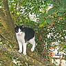 cat, black_and_white, tree, branch, moss, green_leaves, nature, outdoor, animal, pet, feline, curious, balanced, suburban, background, foliage, wildlife, daylight, mammal, whiskers