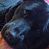 dog, black_dog, pet, animal, close_up, portrait, lying_down, relaxed, sleeping, gazing, brown_eye, black_fur, shiny_fur, snout, nose, whiskers, bed, blanket, bedroom, dresser