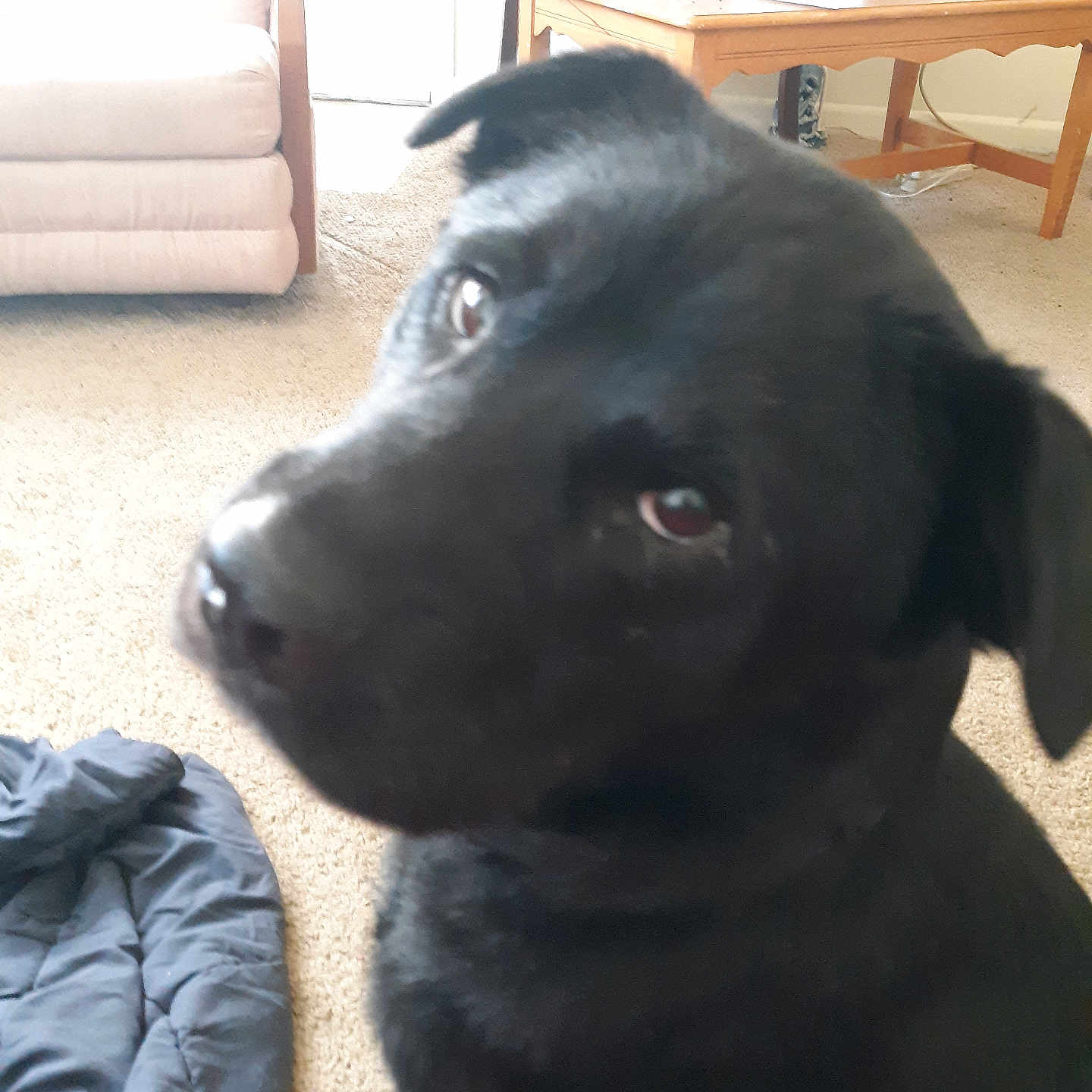 Onyx