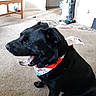 Onyx joined the competition — help win amazing prizes! dog, black_dog, pet, animal, sitting, panting, open_mouth, bandana, collar, black_fur, living_room, carpet, vacuum_cleaner, household, indoor, floor, furniture, cords, portrait, happy