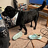 Onyx is registered to the contest to win money with this photo: dog, black_dog, standing, bandana, living_room, carpet, television, coffee_table, vacuum_cleaner, popcorn_box, sneakers, shoes, cables, water_bottle, furniture, indoor, pet, tail, home, clutter