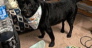 Onyx is registered to the contest to win money with this photo: dog, black_dog, pet, bandana, standing, living_room, indoor, carpet, television, vacuum_cleaner, popcorn_box, sneakers, shoes, water_bottle, cables, leash, furniture, couch, home, portrait