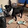 dog, black_dog, pet, bandana, standing, living_room, indoor, carpet, television, vacuum_cleaner, popcorn_box, sneakers, shoes, water_bottle, cables, leash, furniture, couch, home, portrait