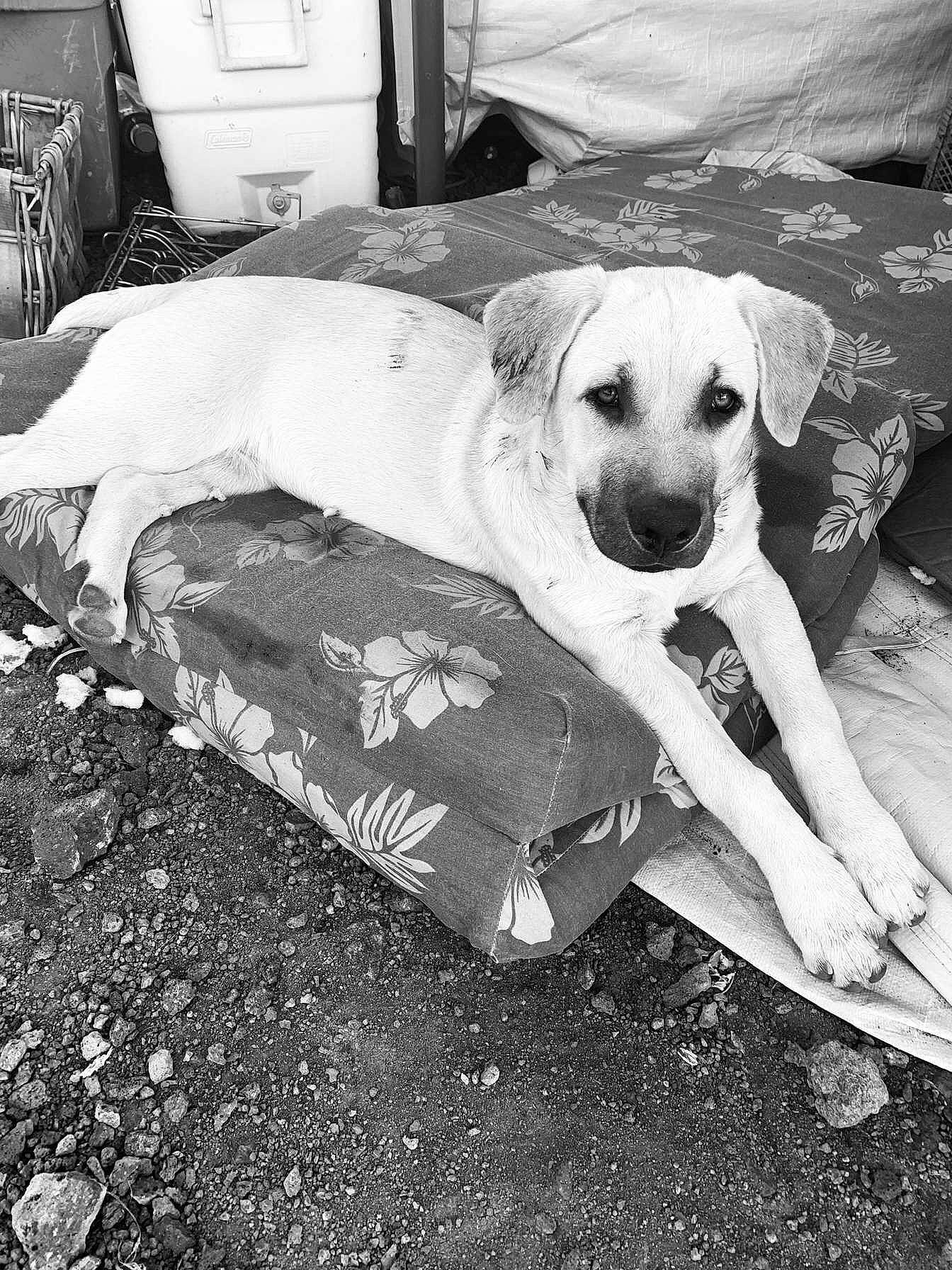 Mable joined the competition — help win amazing prizes! black_and_white, black_mouth_cur, canidae, carnivore, companion_dog, dog, dog_breed, fawn, labrador_retriever, mammal, snout, sporting_group, vertebrate