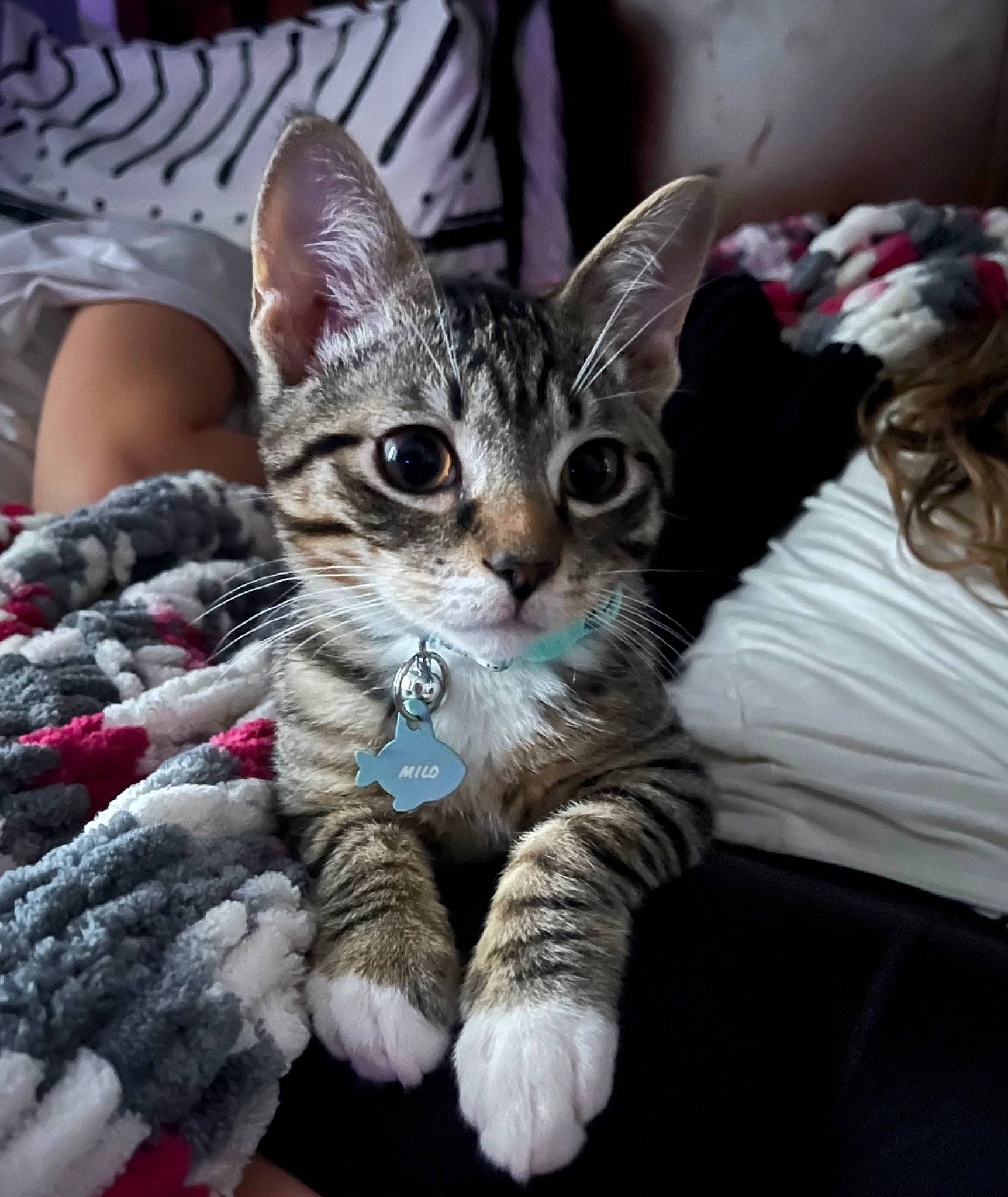 Milo joined the competition — help win amazing prizes! carnivore, cat, claw, comfort, domestic_short_haired_cat, felidae, foot, fur, lap, linens, nail, paw, sitting, small_to_medium_sized_cats, tail, whiskers