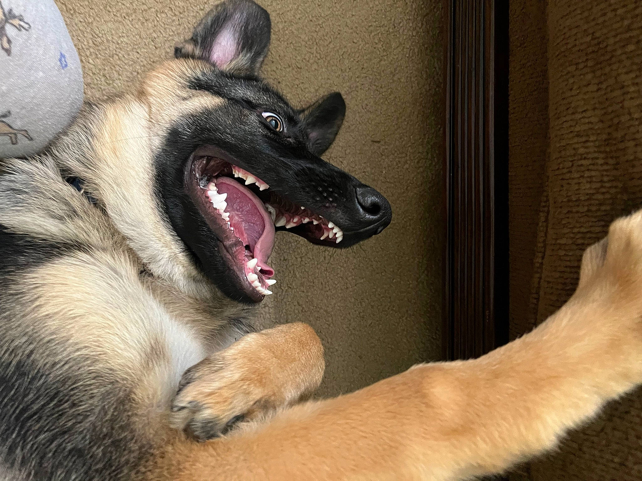 Rip joined the competition — help win amazing prizes! canidae, carnivore, collar, companion_dog, dog, dog_breed, fang, fawn, foot, fur, gesture, jaw, paw, shout, snout, sporting_group, tongue, whiskers, working_animal, yawn