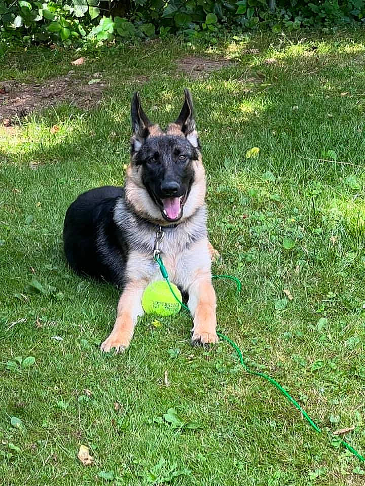 Rip is registered to the contest to win money with this photo: canidae, carnivore, collar, companion_dog, dog, dog_breed, dog_supply, east_european_shepherd, german_shepherd_dog, grass, groundcover, herbaceous_plant, herding_dog, king_shepherd, lawn, old_german_shepherd_dog, plant, sporting_group, working_animal, working_dog