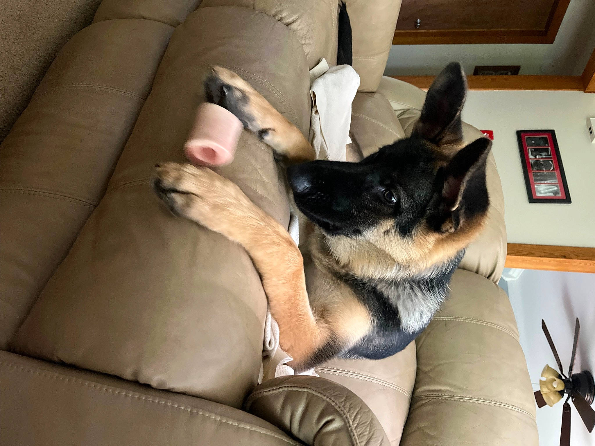 Rip is registered to the contest to win money with this photo: carnivore, comfort, companion_dog, couch, dog, dog_breed, ear, fawn, felidae, foot, fur, furniture, human_leg, lap, picture_frame, small_to_medium_sized_cats, snout, sporting_group, thigh, whiskers