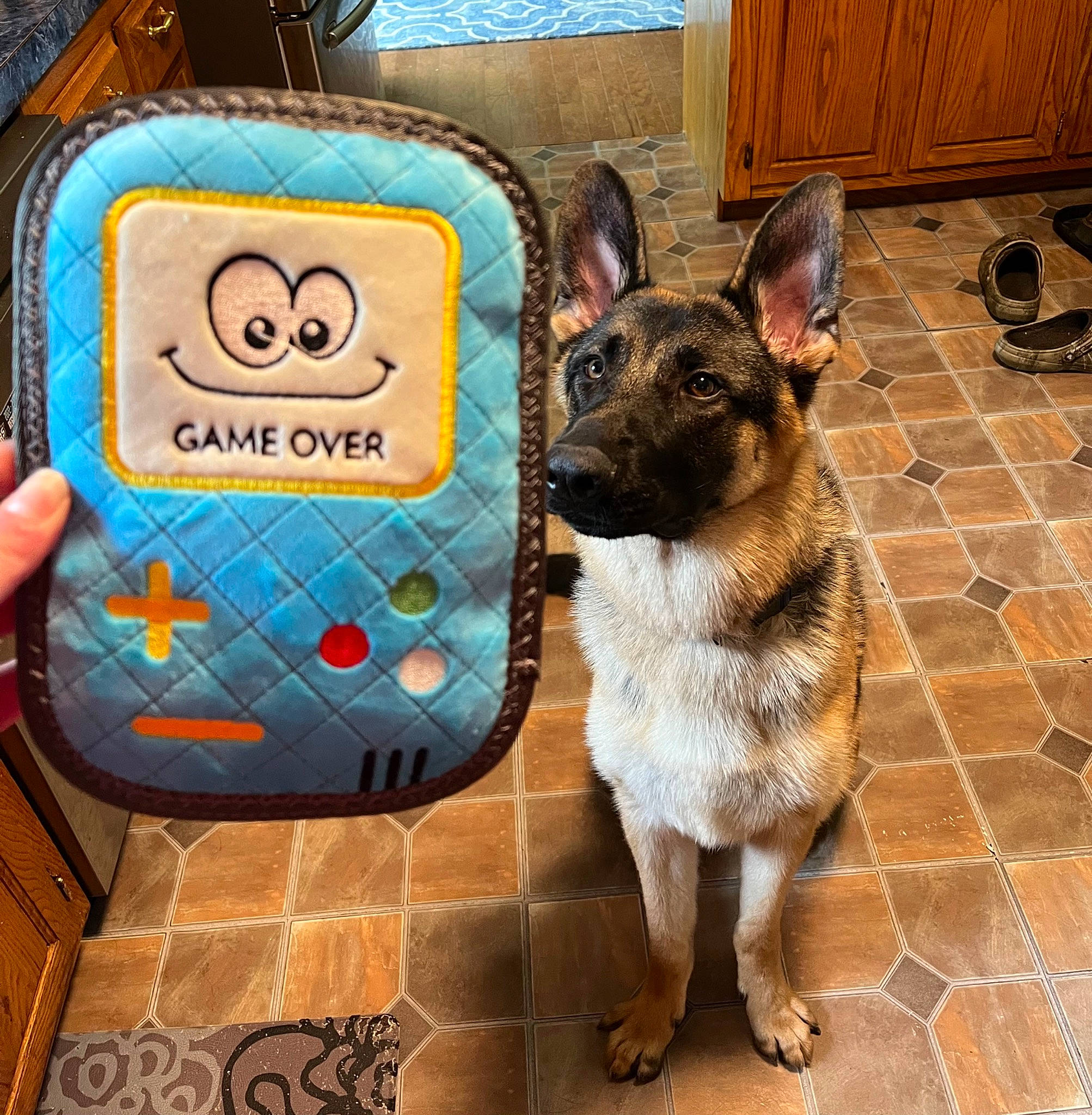 Rip is registered to the contest to win money with this photo: cabinetry, carnivore, collar, companion_dog, dog, dog_breed, dog_collar, dog_supply, fashion_accessory, fawn, flooring, font, kitchen_appliance, linens, pattern, pet_supply, snout, square, wood, working_animal