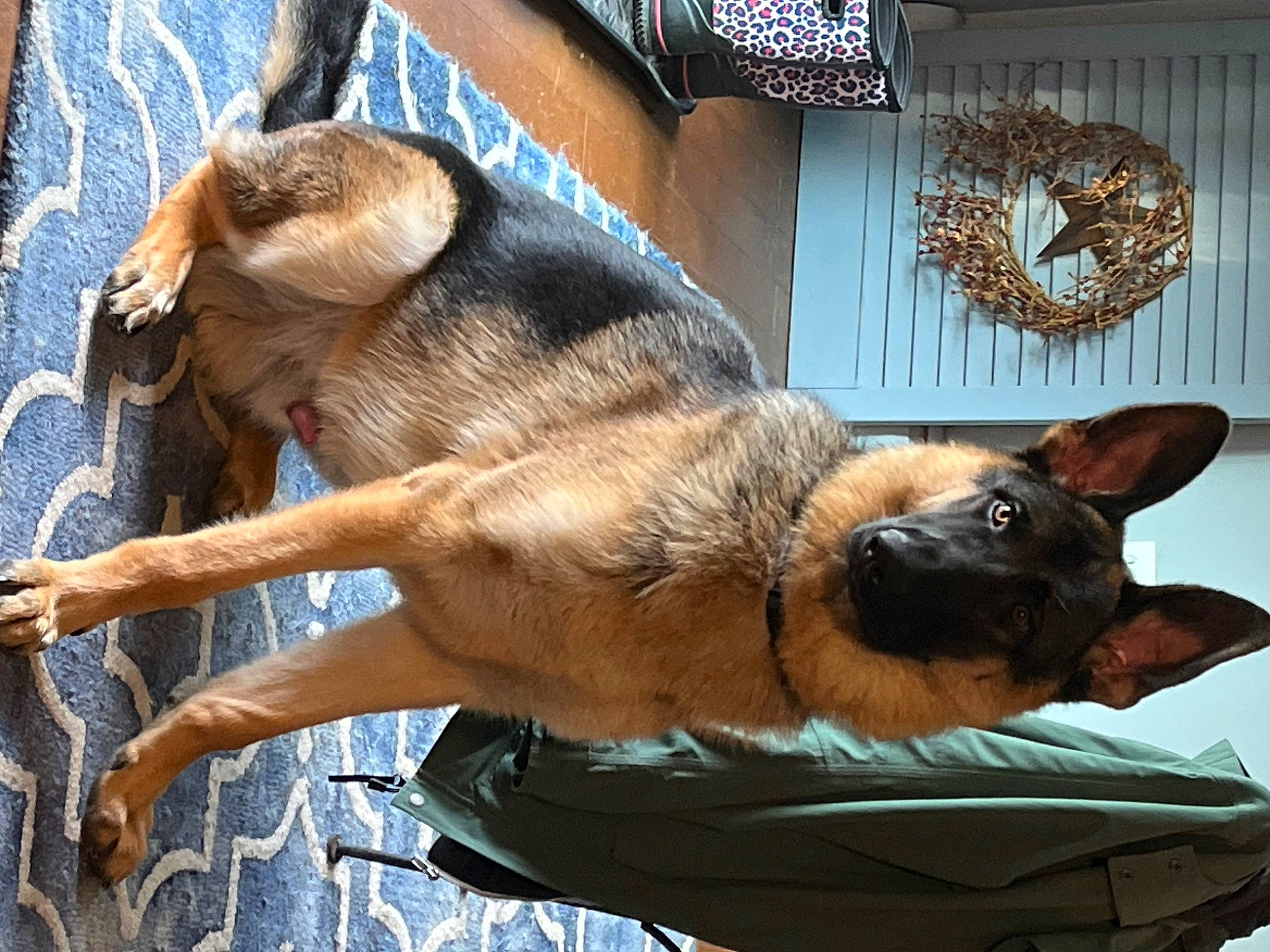 Rip is registered to the contest to win money with this photo: canidae, carnivore, claw, collar, companion_dog, dog, dog_breed, fawn, foot, fur, german_shepherd_dog, pet_supply, snout, sporting_group, tail, terrestrial_animal, window, working_animal, working_dog