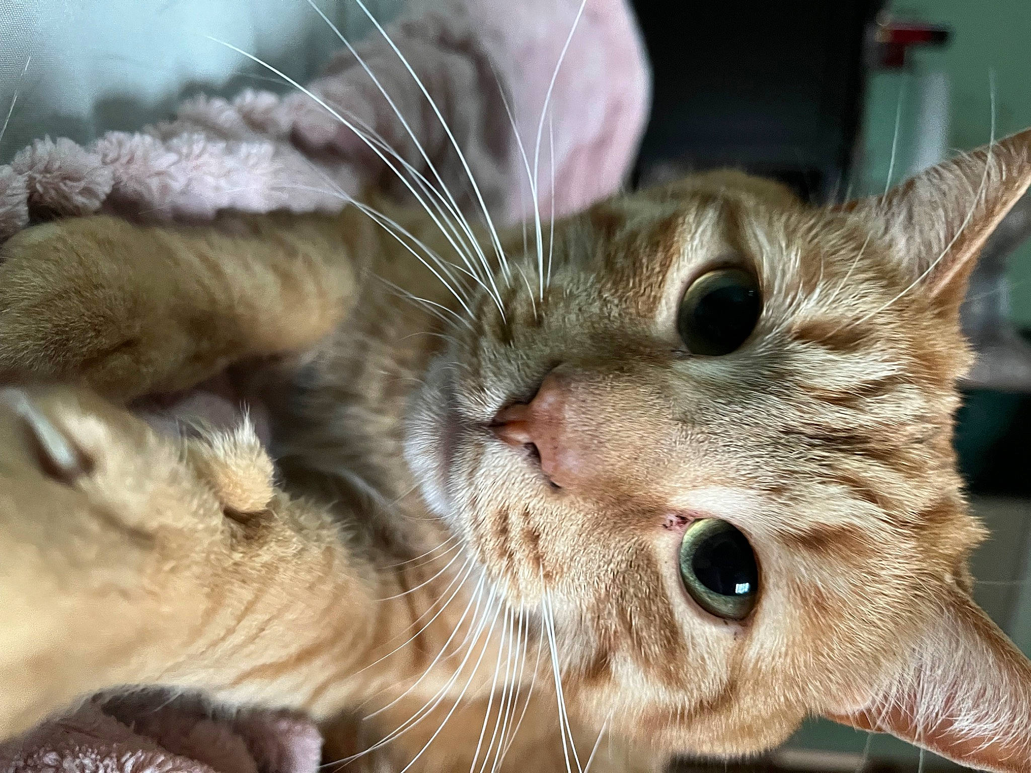 Zippy joined the competition — help win amazing prizes! carnivore, cat, claw, close_up, domestic_short_haired_cat, ear, eyelash, felidae, fur, gesture, iris, paw, small_to_medium_sized_cats, snout, whiskers