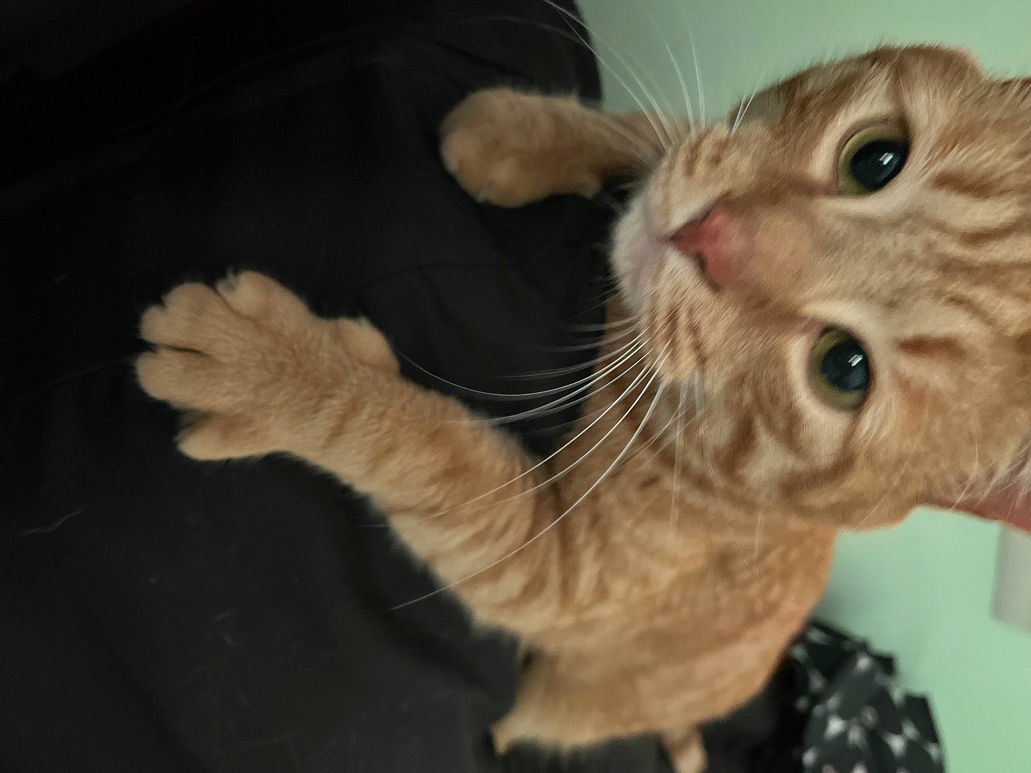 Zippy is registered to the contest to win money with this photo: carnivore, cat, claw, domestic_short_haired_cat, ear, eyelash, fawn, felidae, fur, paw, small_to_medium_sized_cats, snout, tail, terrestrial_animal, whiskers