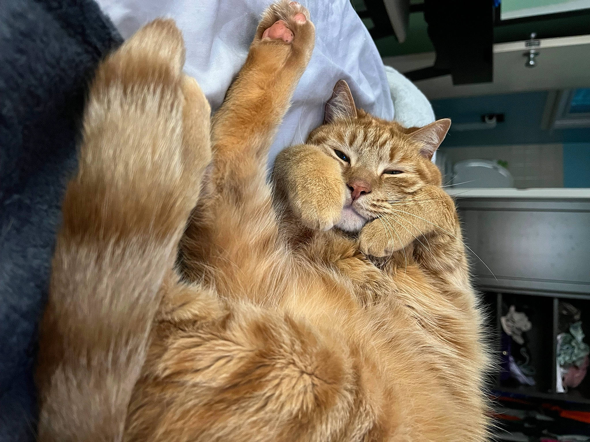 Zippy is registered to the contest to win money with this photo: carnivore, cat, claw, comfort, domestic_short_haired_cat, fang, fawn, felidae, fur, gesture, paw, small_to_medium_sized_cats, tail, terrestrial_animal, whiskers, wildlife, wood