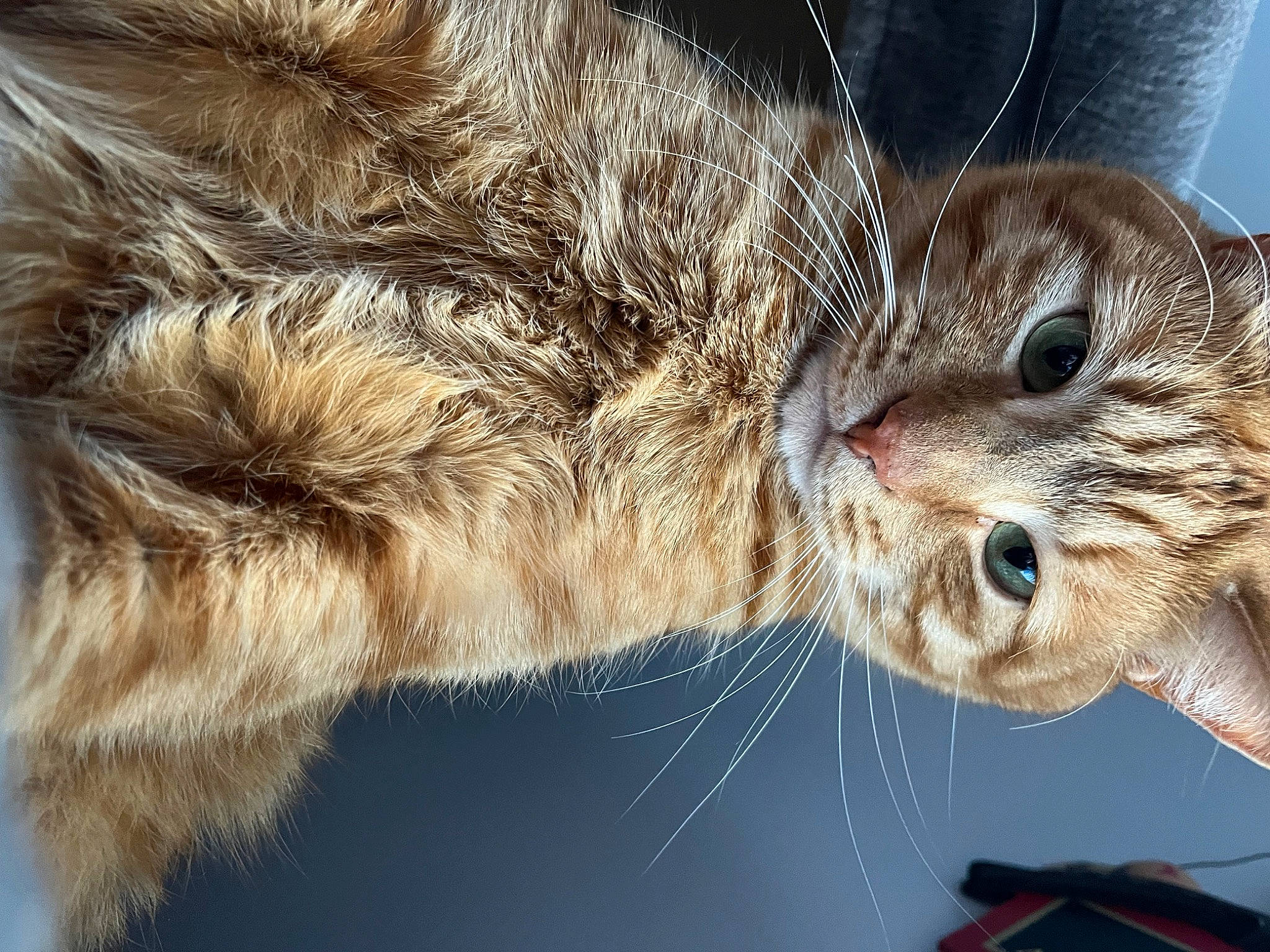 Zippy is registered to the contest to win money with this photo: carnivore, cat, claw, close_up, domestic_short_haired_cat, ear, felidae, fur, gesture, paw, small_to_medium_sized_cats, terrestrial_animal, whiskers, wildlife