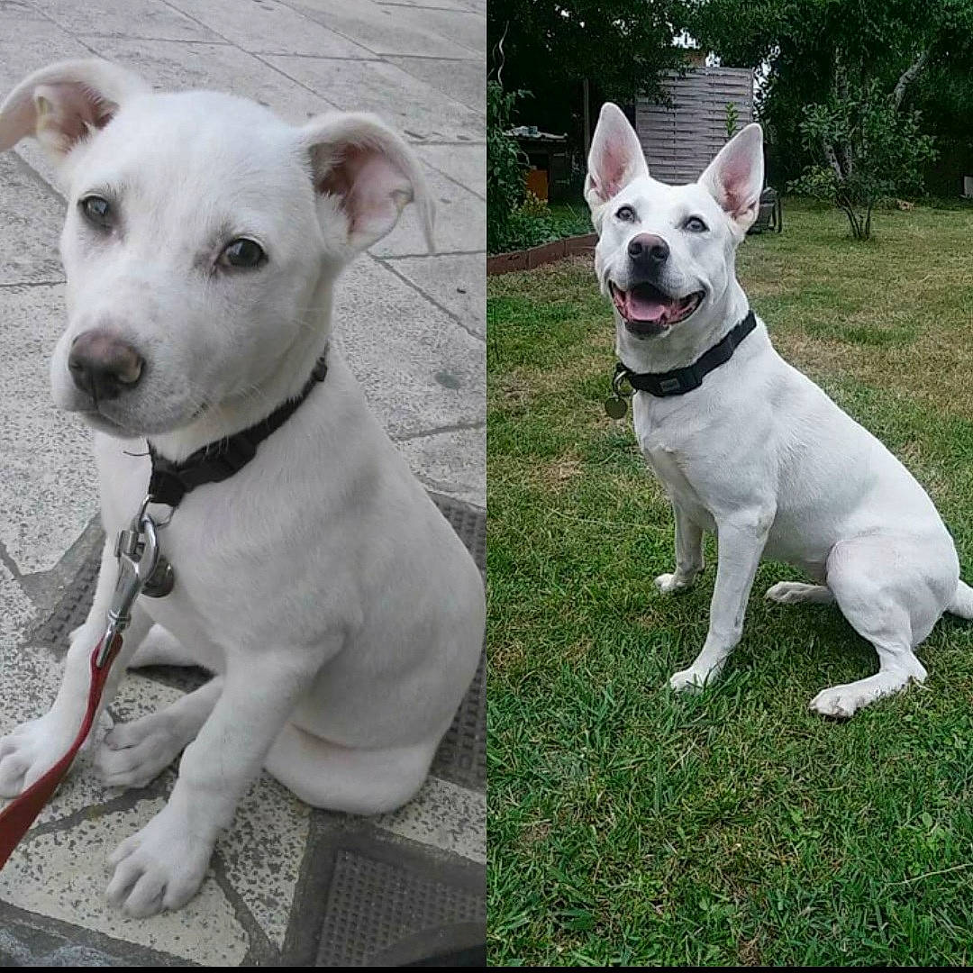 Irka participe au concours pour gagner de l'argent avec cette photo : ancient_dog_breeds, bull_and_terrier, canidae, carnivore, companion_dog, dog, dog_breed, dog_collar, dogo_argentino, fawn, mammal, non_sporting_group, old_english_terrier, pit_bull, rare_breed_dog, snout, sporting_group, tail, vertebrate