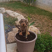 Aiko participe au concours pour gagner de l'argent avec cette photo : puppy, dog, plant, potted_plant, soil, garden, grass, rock, outdoor, tree, concrete, greenery, young_dog, pet, nature, backyard, small_dog, cute, curious, animal
