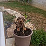 puppy, dog, plant, potted_plant, soil, garden, grass, rock, outdoor, tree, concrete, greenery, young_dog, pet, nature, backyard, small_dog, cute, curious, animal