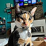 Callie is registered to the contest to win money with this photo: cat, calico_cat, pet, indoor, cardboard_box, collar, tag, living_room, television, fireplace, brick_wall, shelf, furniture, home_interior, animal, whiskers, close_up, fur, domestic_animal, relaxed
