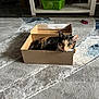Callie joined the competition — help win amazing prizes! cat, calico, cardboard_box, carpet, indoor, pet, feline, relaxed, curious, floor, home, animal, resting, cozy, cute, small_box, domestic_cat, patterned_carpet, looking, ears