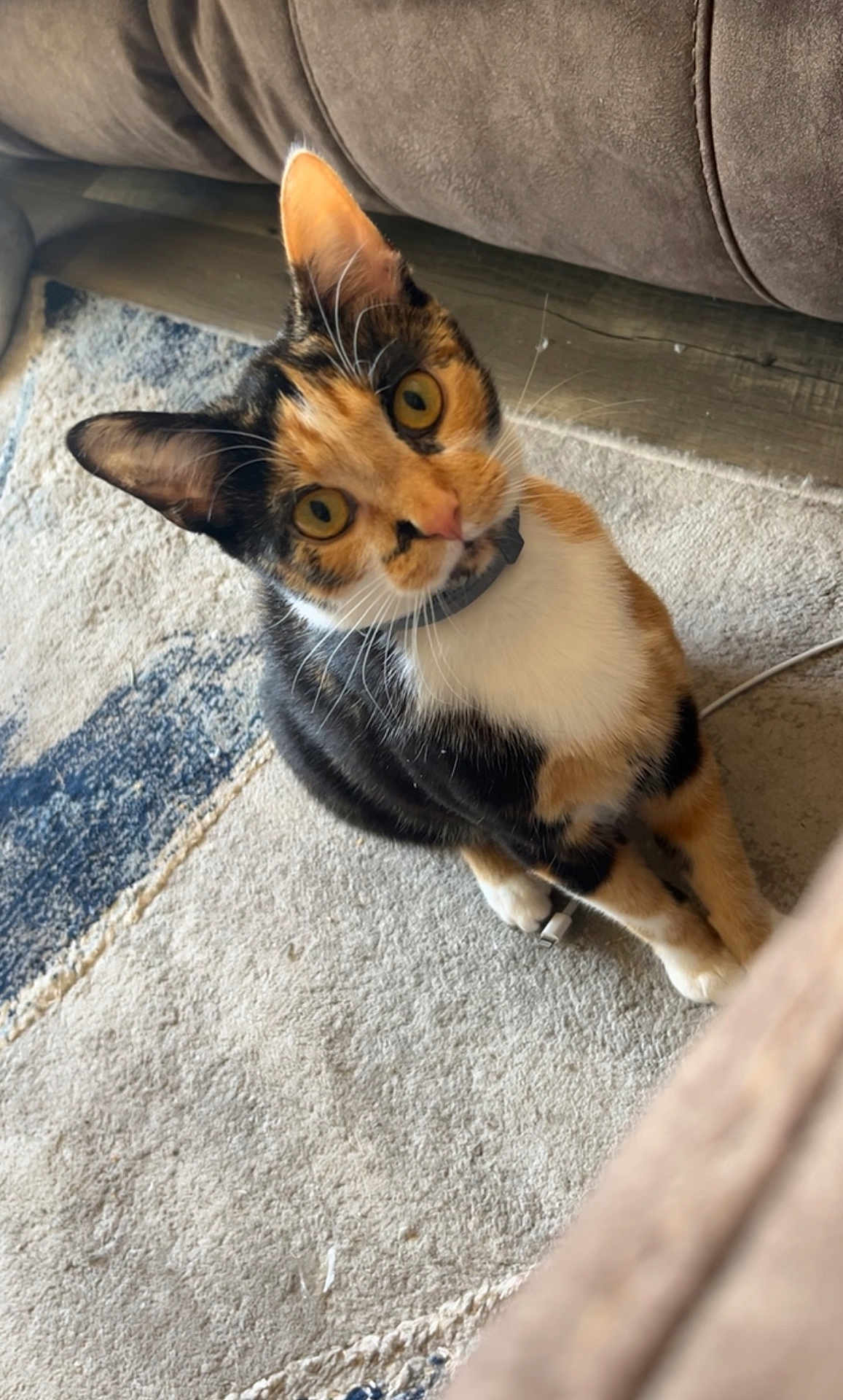 Callie