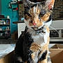 cat, calico_cat, box, collar, bell, living_room, fireplace, television, furniture, brick_wall, pet, animal, whiskers, ears, fur, indoor, closeup, curious, sitting, domestic_cat