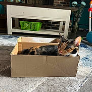 Callie is registered to the contest to win money with this photo: cat, calico_cat, cardboard_box, carpet, living_room, table, basket, toy, floor, relaxed, pet, indoor, cozy, feline, resting, animal, home, domestic, cute, sleepy