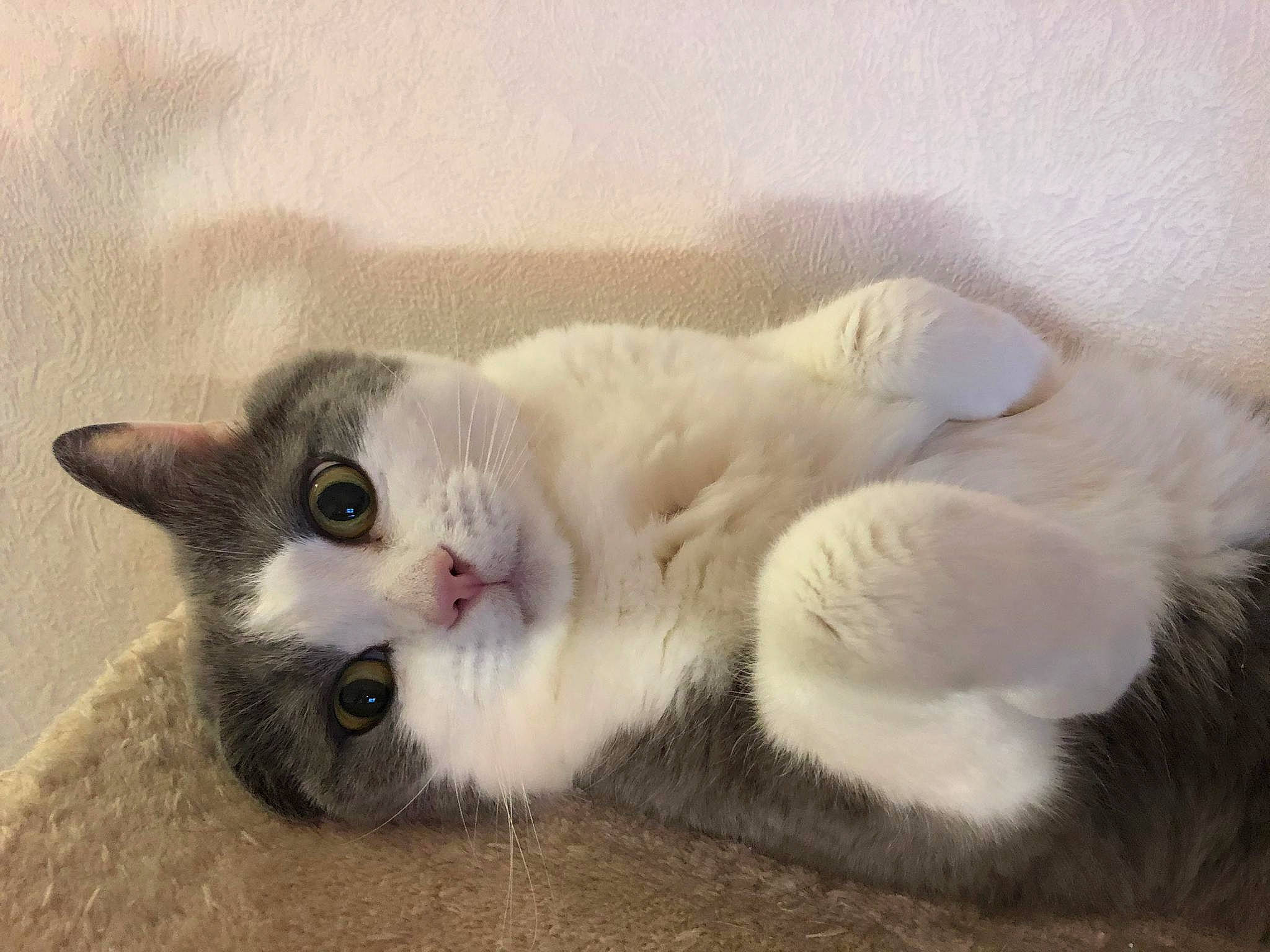 Roméo a rejoint le concours — aidez-le/la à gagner de superbes lots ! carnivore, cat, claw, comfort, domestic_short_haired_cat, fawn, felidae, fur, paw, small_to_medium_sized_cats, snout, tail, terrestrial_animal, whiskers