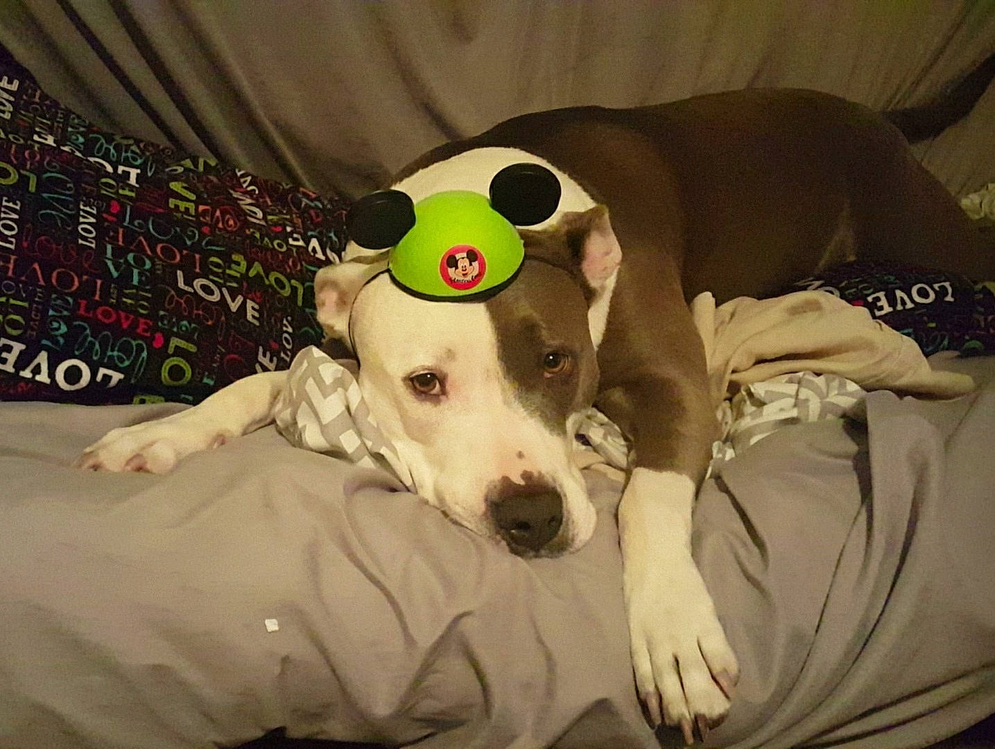 Sammy joined the competition — help win amazing prizes! canidae, carnivore, collar, comfort, companion_dog, couch, dog, dog_breed, dog_clothes, dog_collar, dog_supply, fawn, linens, non_sporting_group, pet_supply, rampur_greyhound, sleeve, snout, sporting_group, working_animal