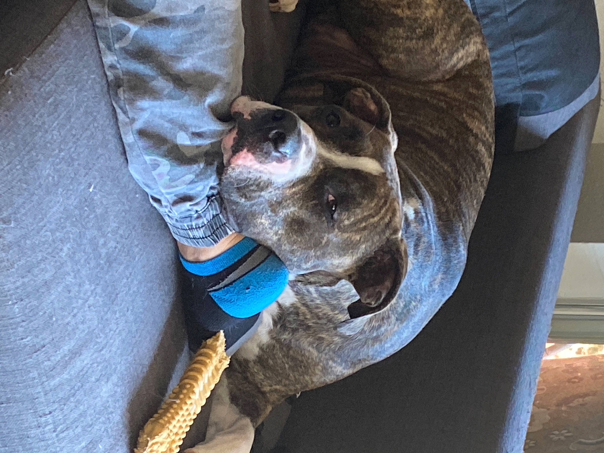 Doug is registered to the contest to win money with this photo: canidae, carnivore, carpenter_jeans, collar, companion_dog, denim, dog, dog_breed, dog_collar, dog_supply, human, jeans, leash, pet_supply, pocket, rope, snout, sporting_group, walking_shoe, working_animal
