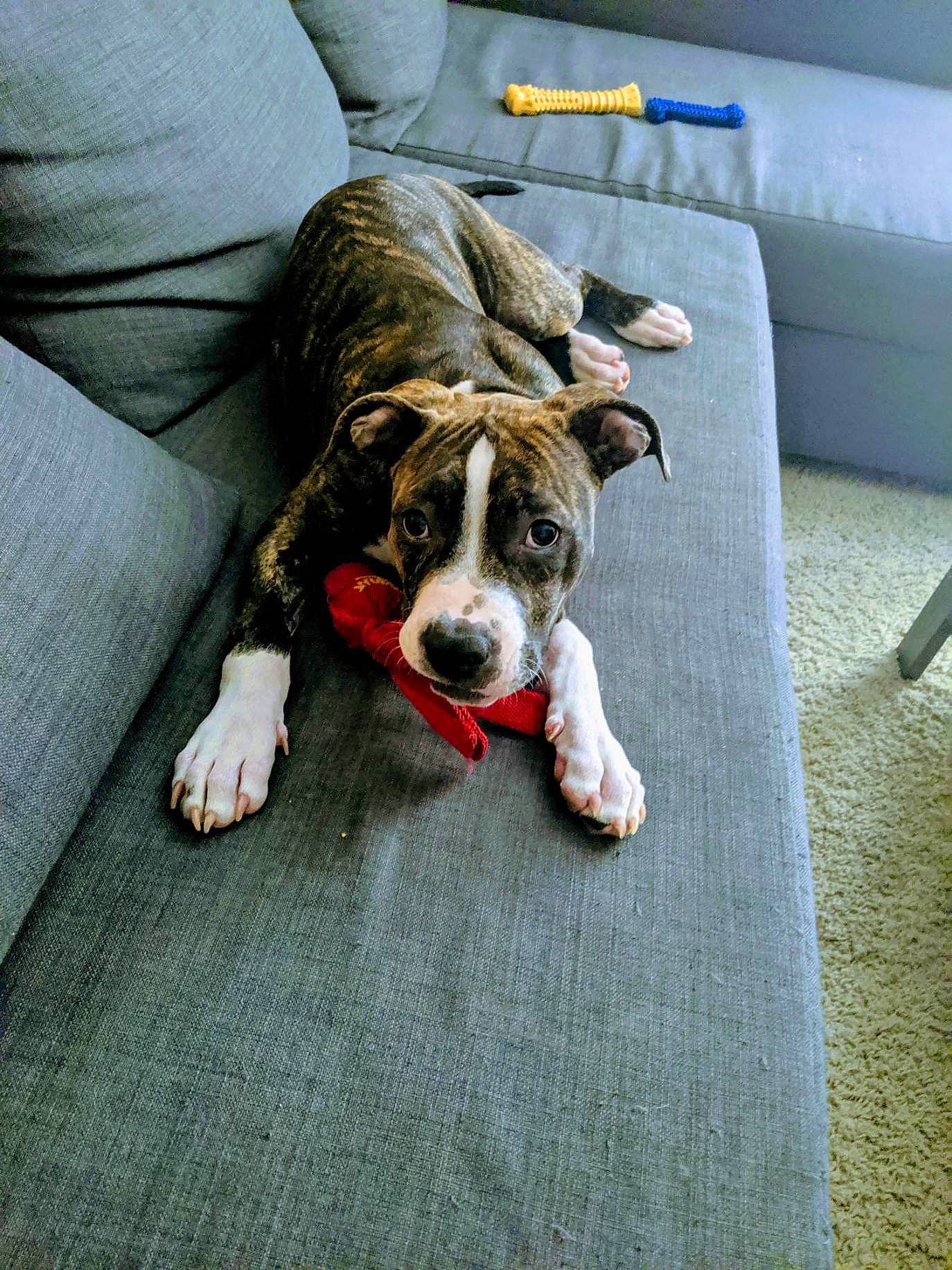 Doug is registered to the contest to win money with this photo: canidae, carnivore, companion_dog, couch, dog, dog_breed, dog_supply, linens, living_room, mat, old_english_bulldog, paw, pet_supply, slipcover, snout, sofa_bed, sporting_group, studio_couch, working_animal, working_dog