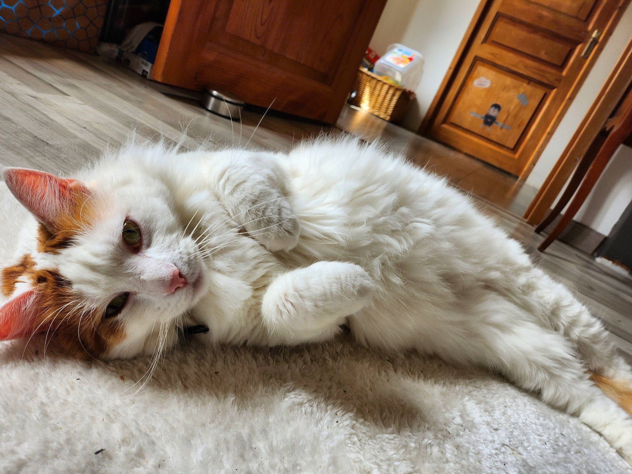 Nougat a rejoint le concours — aidez-le/la à gagner de superbes lots ! cabinetry, carnivore, cat, chest_of_drawers, claw, comfort, cupboard, door, drawer, felidae, flooring, foot, fur, hardwood, paw, small_to_medium_sized_cats, tail, whiskers, wood, wood_stain