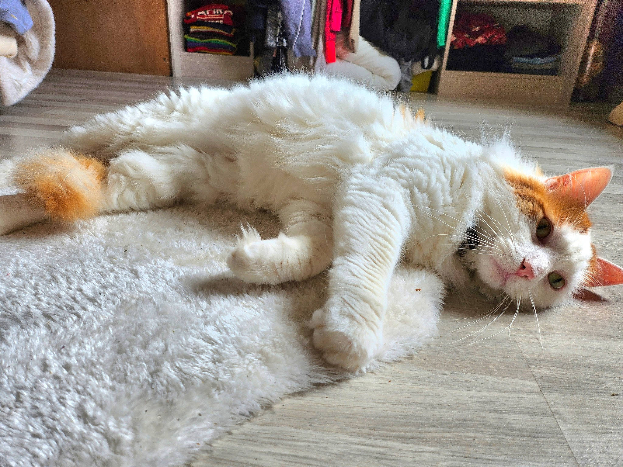 Nougat participe au concours pour gagner de l'argent avec cette photo : carnivore, cat, city, claw, comfort, domestic_short_haired_cat, felidae, flooring, foot, fur, paw, small_to_medium_sized_cats, snout, street, tail, whiskers, wood