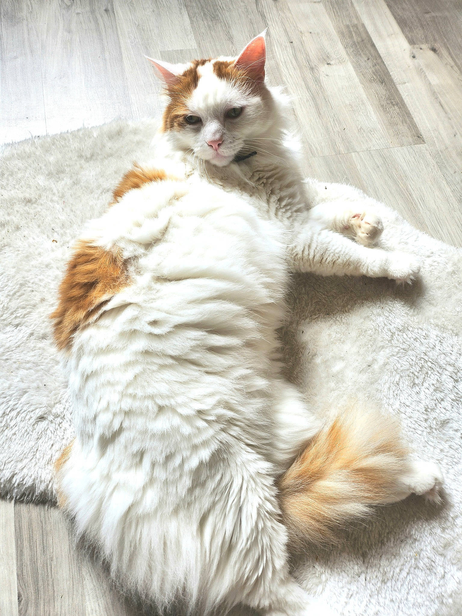 Nougat a rejoint le concours — aidez-le/la à gagner de superbes lots ! carnivore, cat, claw, comfort, domestic_short_haired_cat, fawn, felidae, foot, fur, paw, sitting, small_to_medium_sized_cats, snout, tail, terrestrial_animal, toe, whiskers, wood