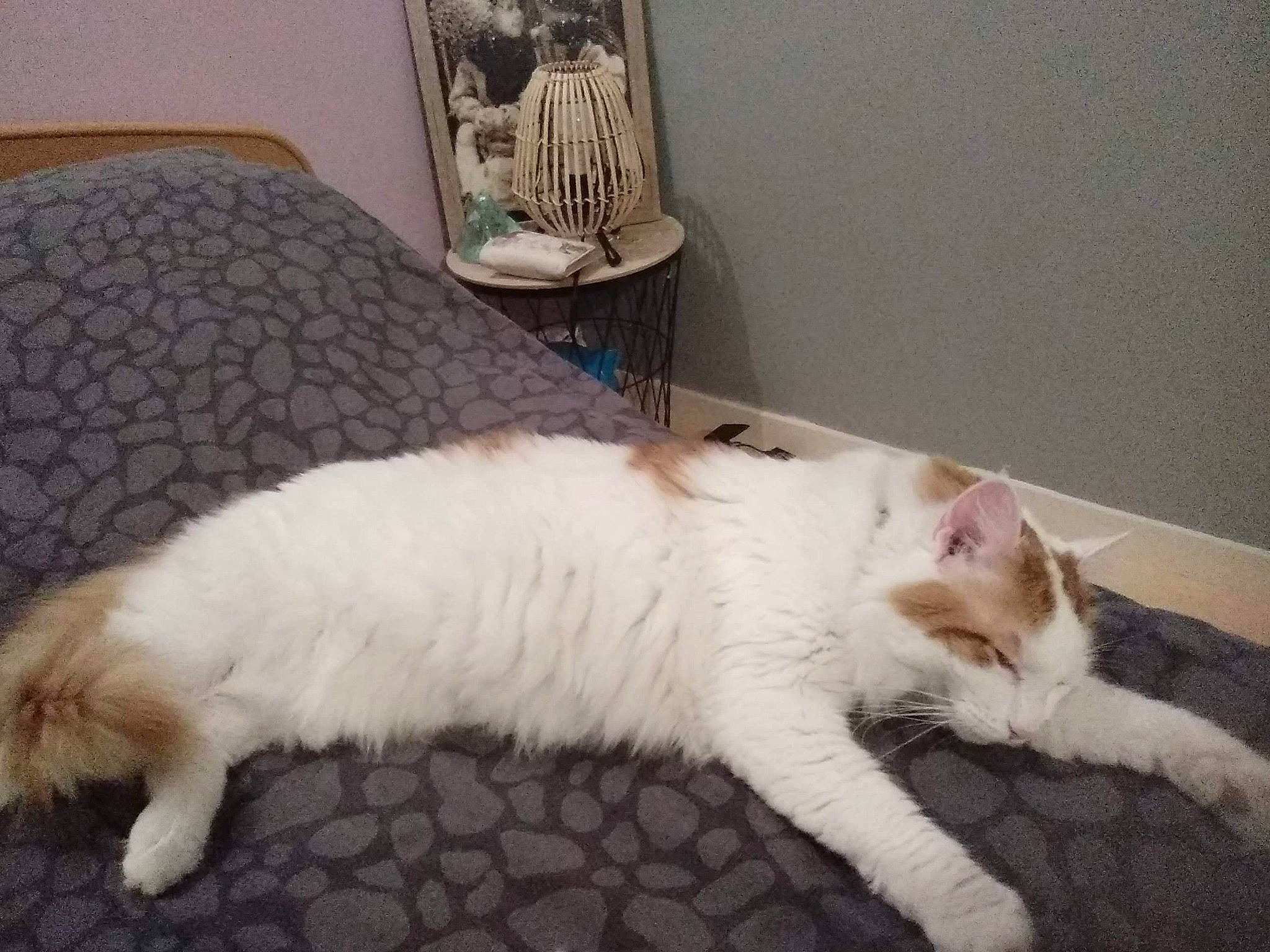 Nougat participe au concours pour gagner de l'argent avec cette photo : bed, carnivore, cat, claw, comfort, companion_dog, domestic_short_haired_cat, fawn, felidae, flooring, fur, hardwood, lap, paw, room, small_to_medium_sized_cats, snout, tail, whiskers, wood