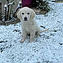 animal, calm, cute, daylight, dog, fluffy, garden, golden_retriever, grass, ground, leaf, nature, outdoor, pet, plant, puppy, sitting, snow, winter, young_dog