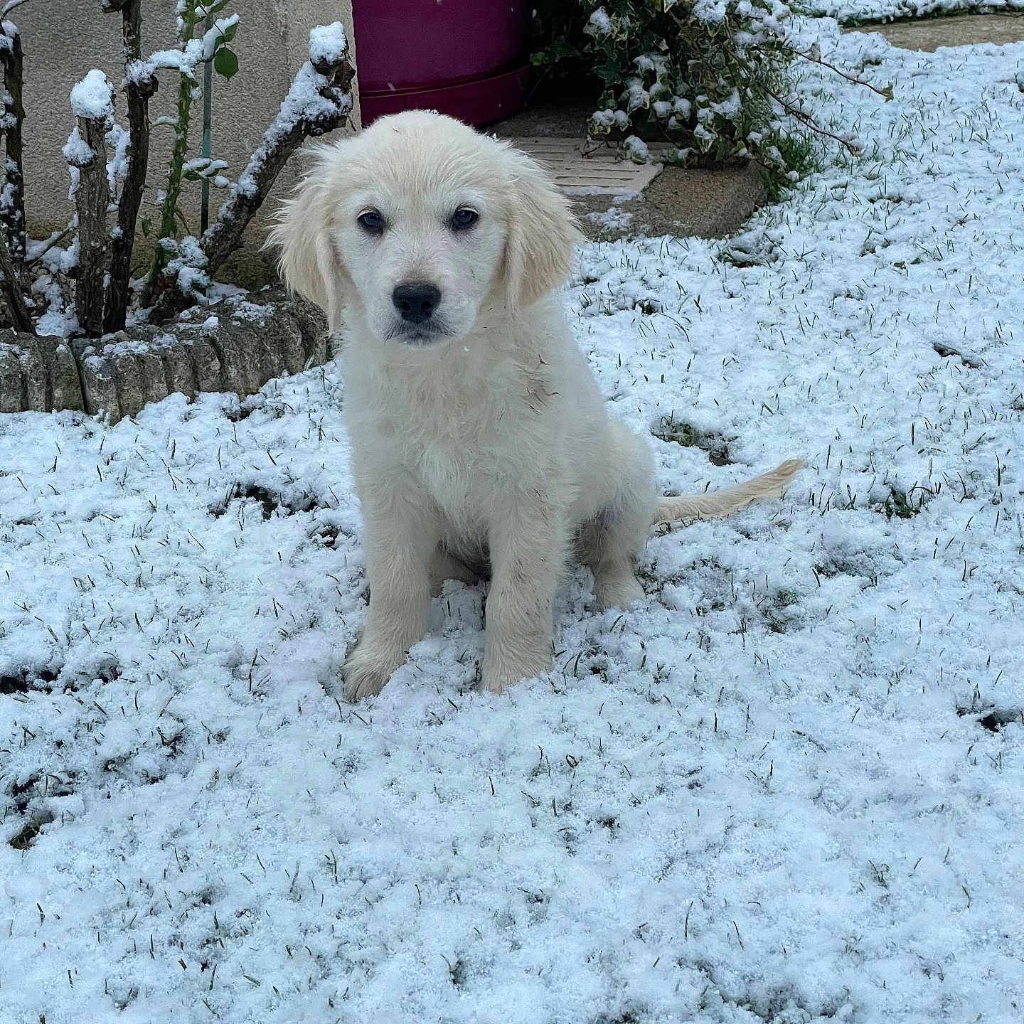 Alaska participe au concours pour gagner de l'argent avec cette photo : animal, calm, cute, daylight, dog, fluffy, garden, golden_retriever, grass, ground, leaf, nature, outdoor, pet, plant, puppy, sitting, snow, winter, young_dog