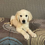 Alaska a rejoint le concours — aidez-le/la à gagner de superbes lots ! golden_retriever, puppy, dog, pet, animal, indoor, cushion, woven_bench, patterned_fabric, resting, cute, fur, mammal, domestic_animal, looking_at_camera, young, laying_down, cozy, soft_light, home