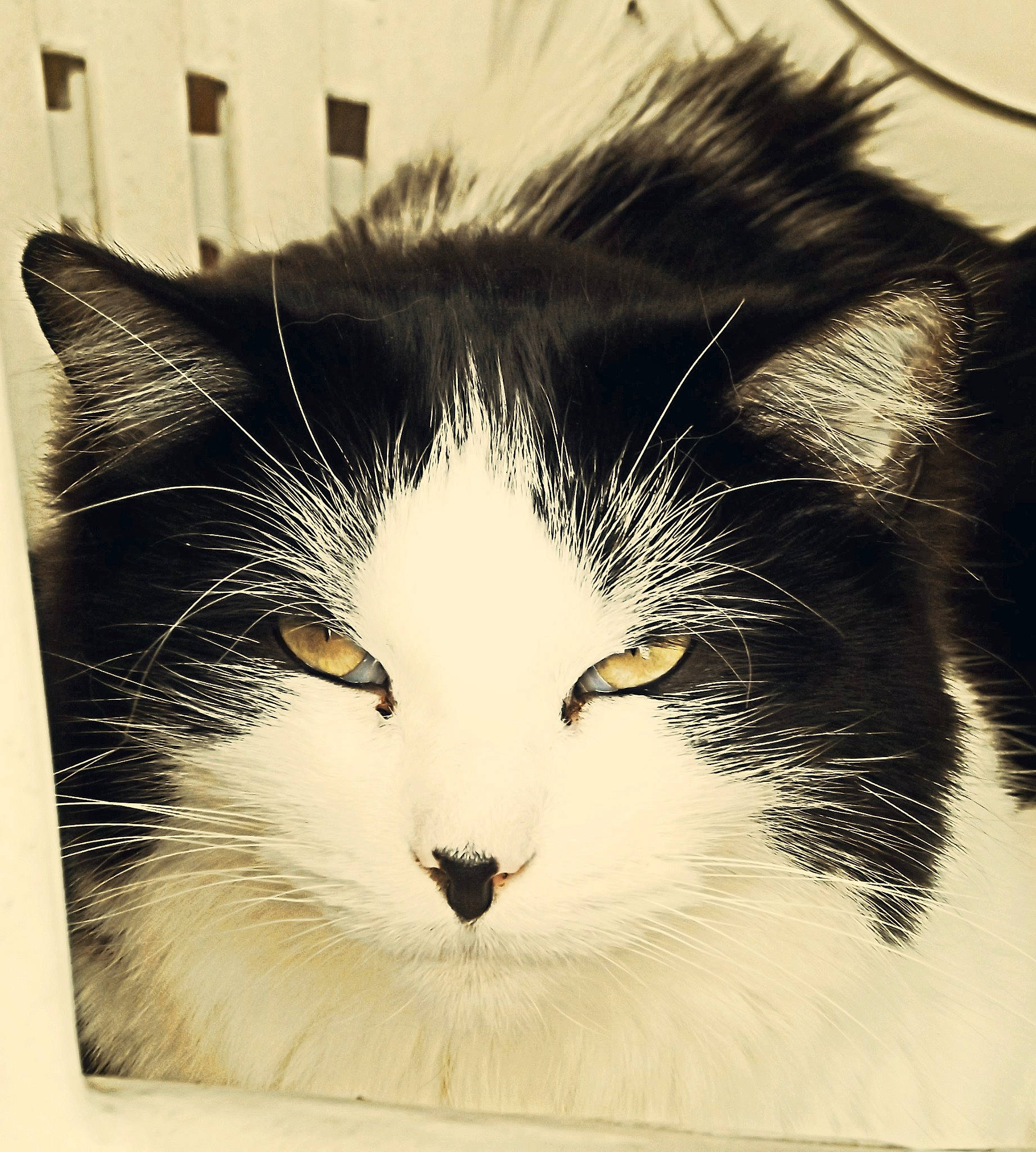 Pandi participe au concours pour gagner de l'argent avec cette photo : black_and_white, carnivore, cat, close_up, domestic_long_haired_cat, domestic_short_haired_cat, ear, eye, felidae, fur, head, kitten, norwegian_forest_cat, nose, small_to_medium_sized_cats, snout, whiskers