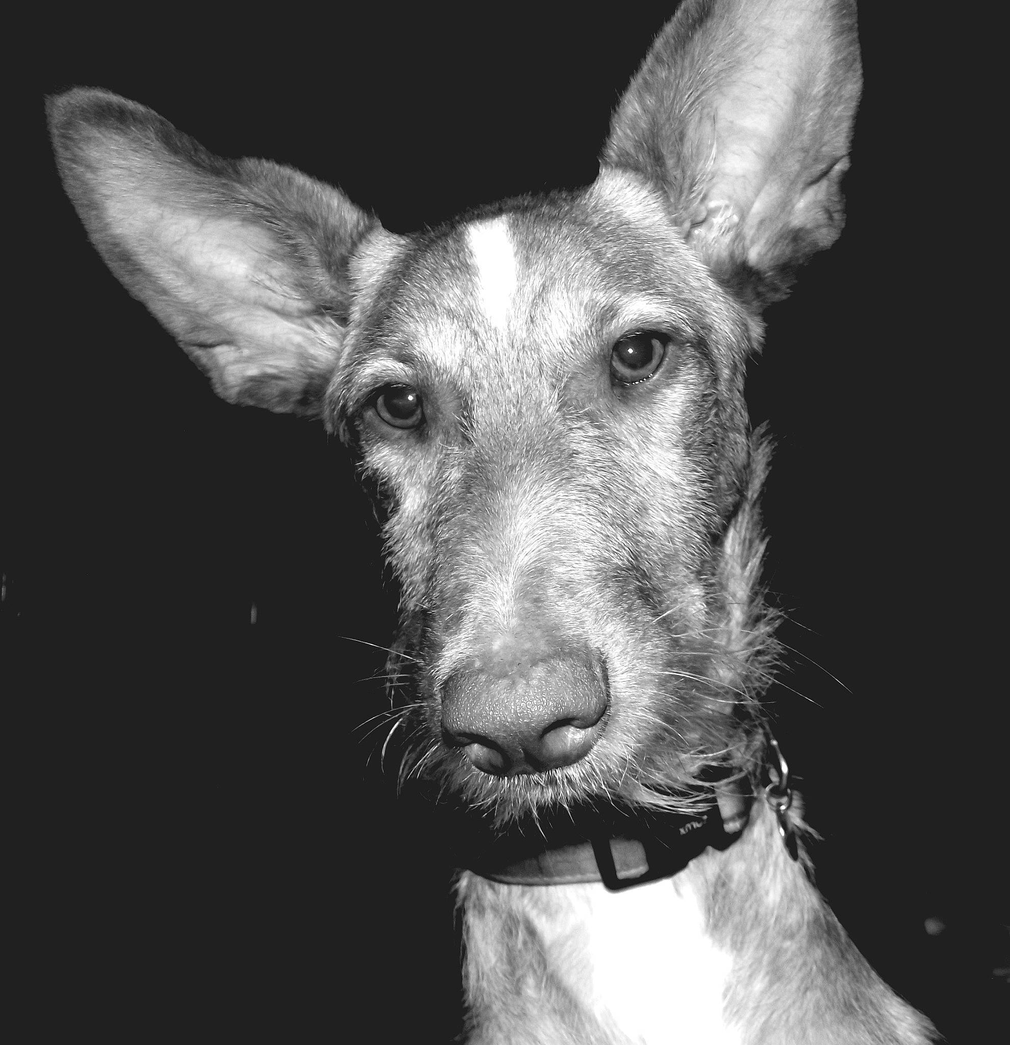 River Song participe au concours pour gagner de l'argent avec cette photo : canidae, carnivore, dog, dog_breed, ear, feist, fox_terrier, hunting_dog, ibizan_hound, mammal, monochrome, photography, podenco_canario, rare_breed_dog, snout, vertebrate, whiskers