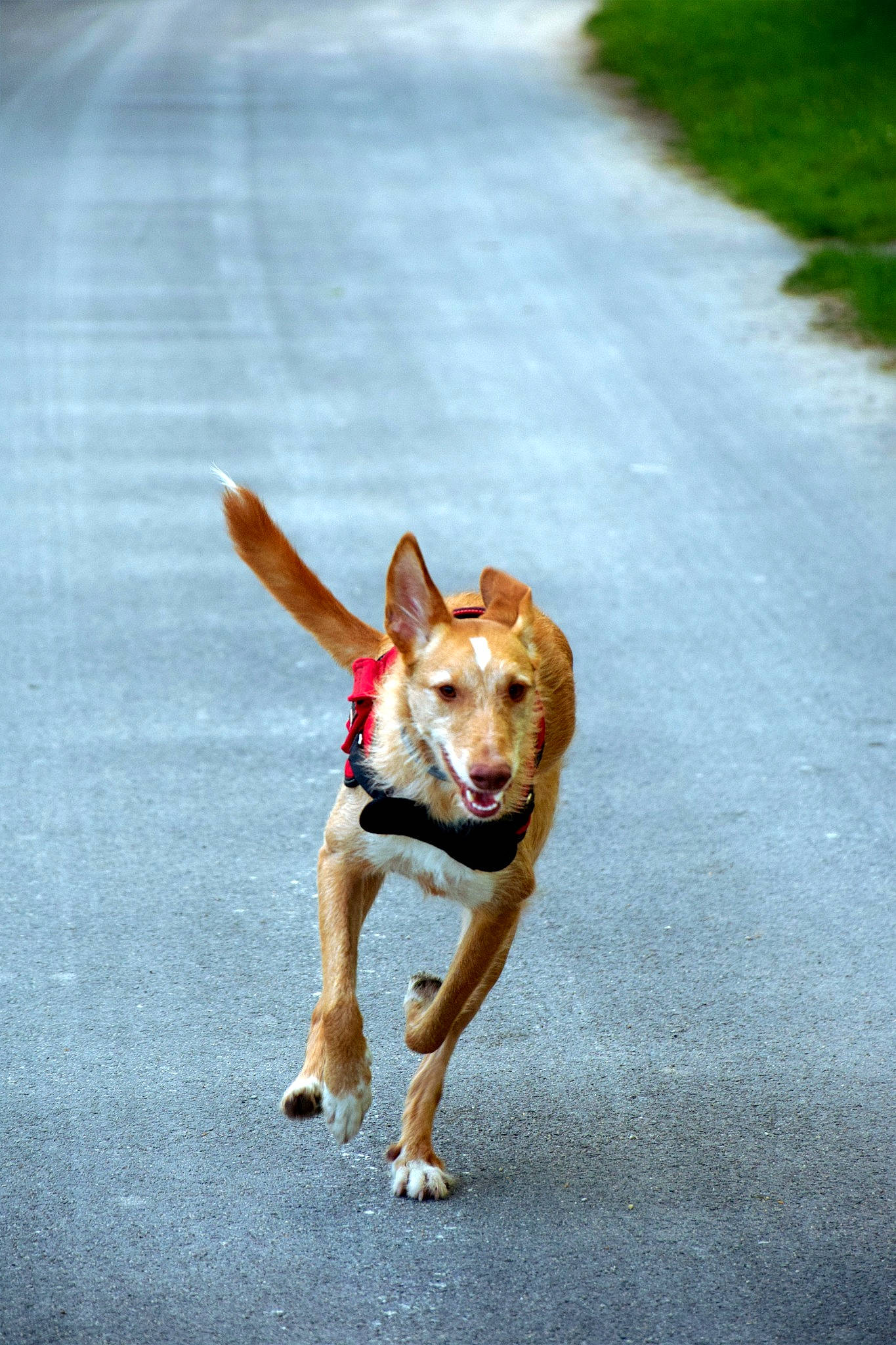 River Song participe au concours pour gagner de l'argent avec cette photo : australian_kelpie, canidae, carnivore, carolina_dog, dog, dog_breed, fawn, hunting_dog, ibizan_hound, leash, mammal, sporting_group, street_dog, tail, vertebrate