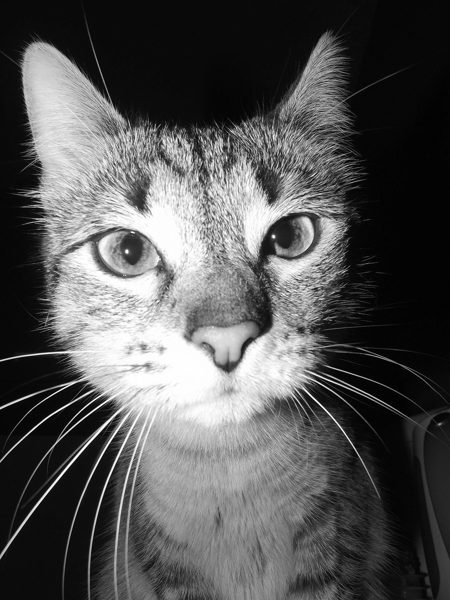 Lady Grey participe au concours pour gagner de l'argent avec cette photo : asian, black, black_and_white, carnivore, cat, close_up, domestic_short_haired_cat, eye, felidae, head, mammal, monochrome, monochrome_photography, nose, photography, small_to_medium_sized_cats, snout, tabby_cat, vertebrate, whiskers