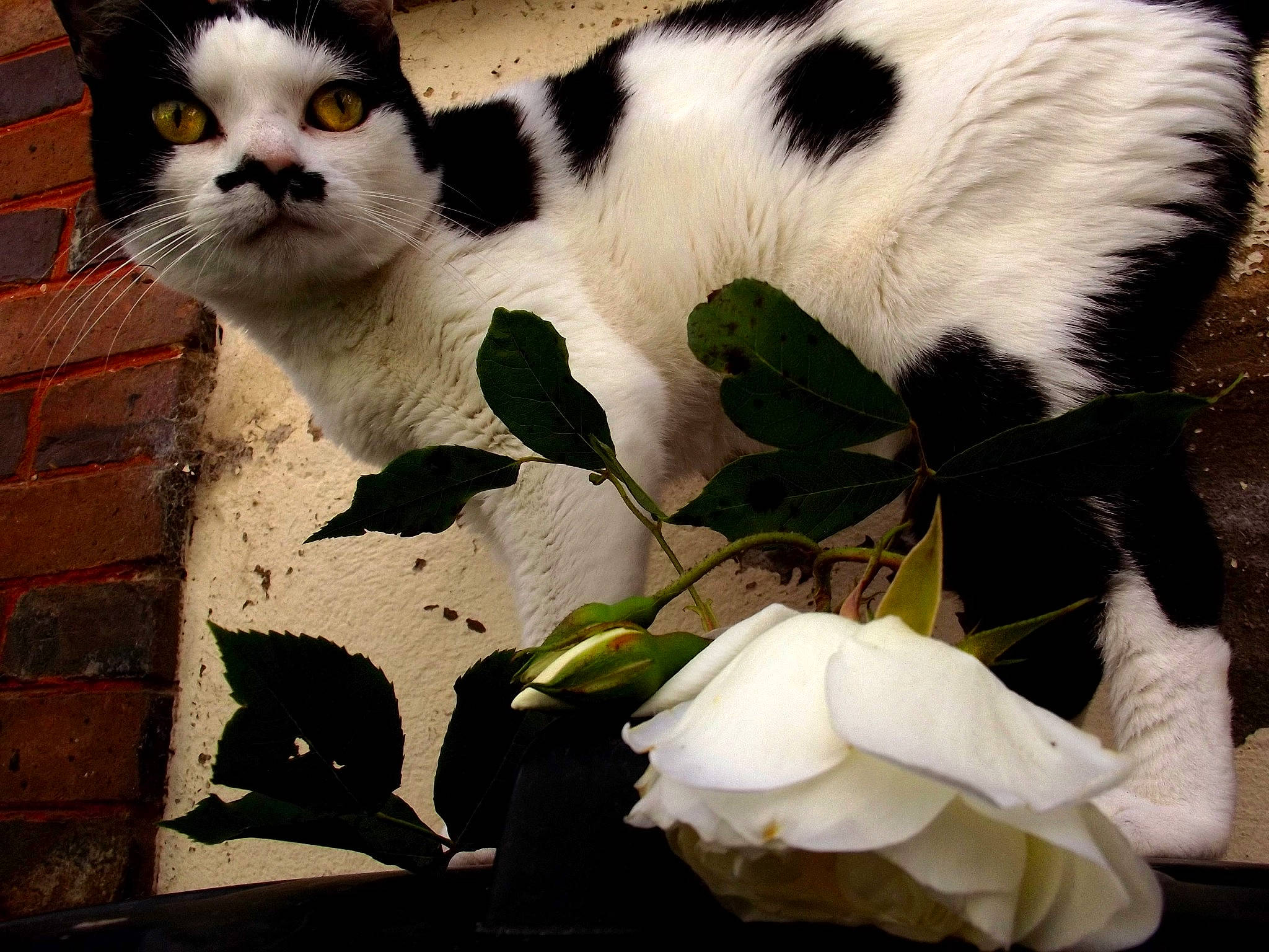Elfira a rejoint le concours — aidez-le/la à gagner de superbes lots ! black_and_white, carnivore, cat, eye, felidae, flower, fur, kitten, monochrome_photography, organism, plant, small_to_medium_sized_cats, snout, tail, whiskers, white