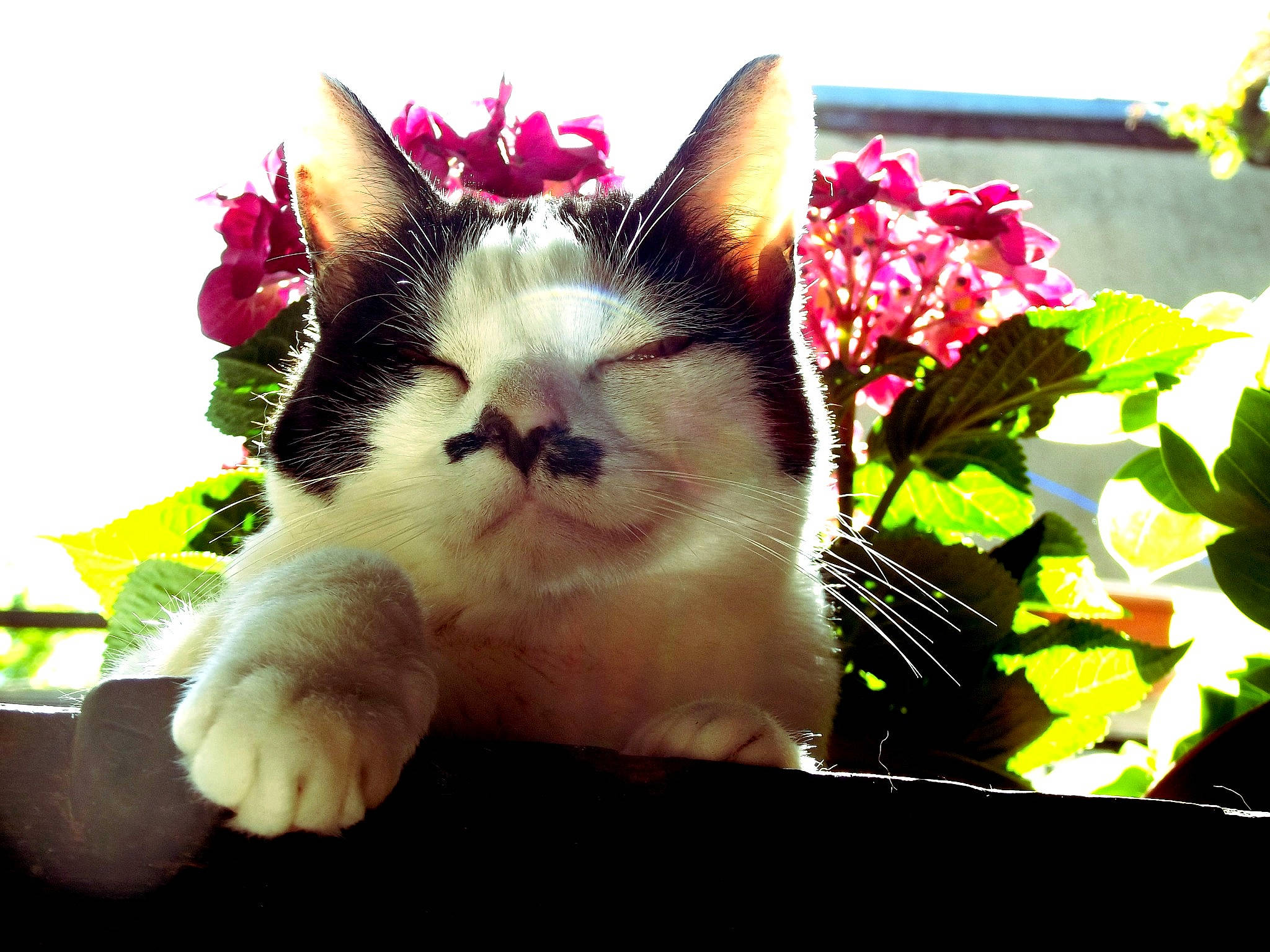 Elfira a rejoint le concours — aidez-le/la à gagner de superbes lots ! asian, carnivore, cat, ear, felidae, flower, fur, kitten, paw, plant, polydactyl_cat, small_to_medium_sized_cats, sunlight, whiskers